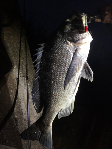 クロダイの釣果