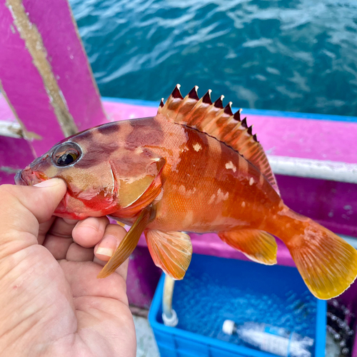 アカハタの釣果