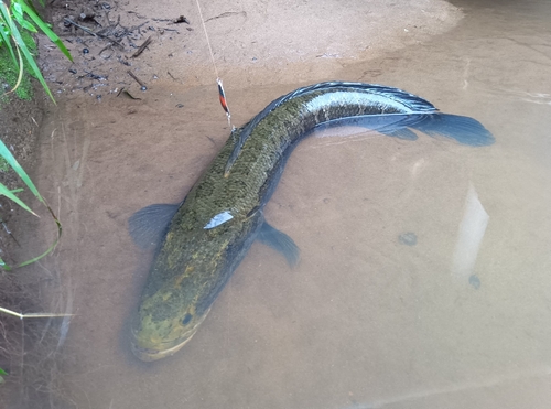 ライギョの釣果