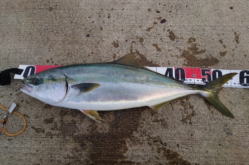 ショッコの釣果