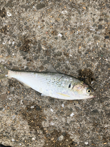 鳴尾浜臨海公園海づり広場