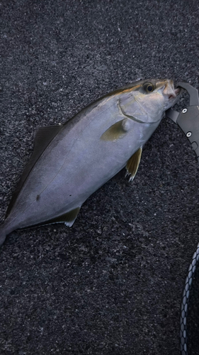 ショゴの釣果