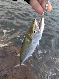 サゴシの釣果