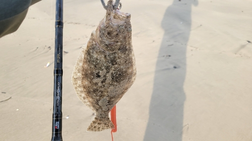 ソゲの釣果