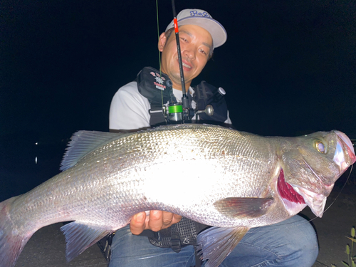 ヒラスズキの釣果