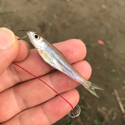 モロコの釣果