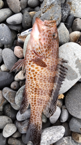 オオモンハタの釣果