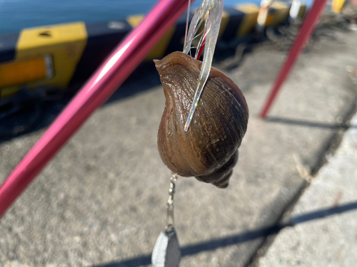 エゾウグイの釣果