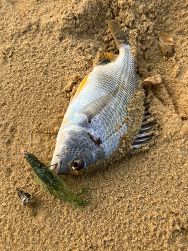 キビレの釣果