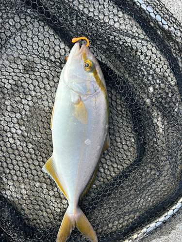 カンパチの釣果