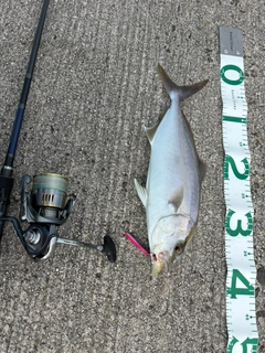 カンパチの釣果