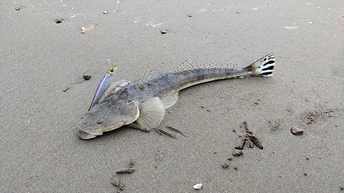 マゴチの釣果