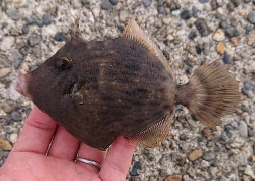 カワハギの釣果