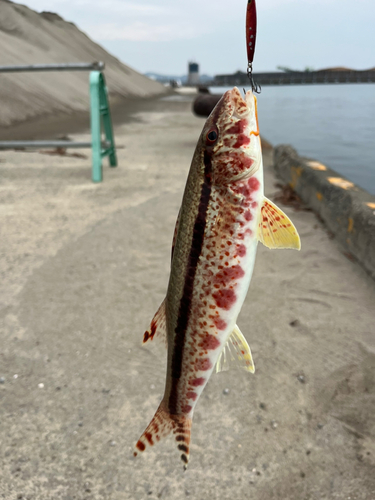 ヨメヒメジの釣果