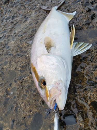 ショゴの釣果