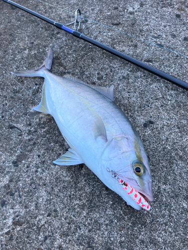 ショゴの釣果