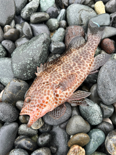 オオモンハタの釣果