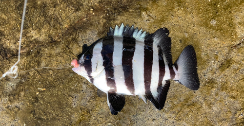 シマダイの釣果