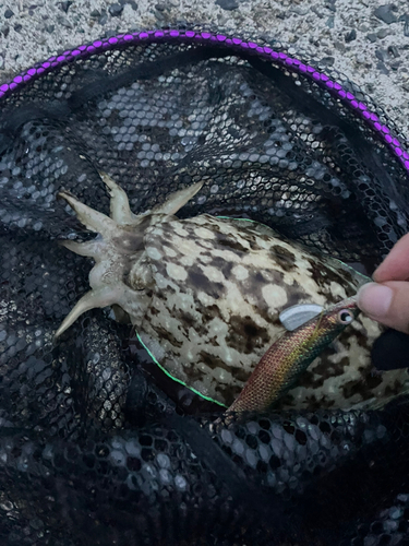 イカの釣果