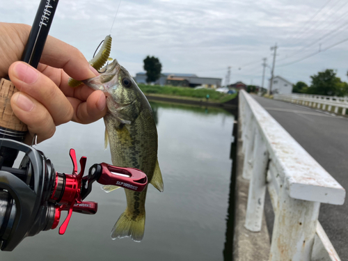 ラージマウスバスの釣果