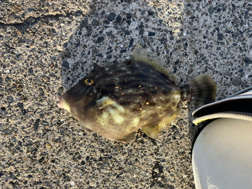 カワハギの釣果