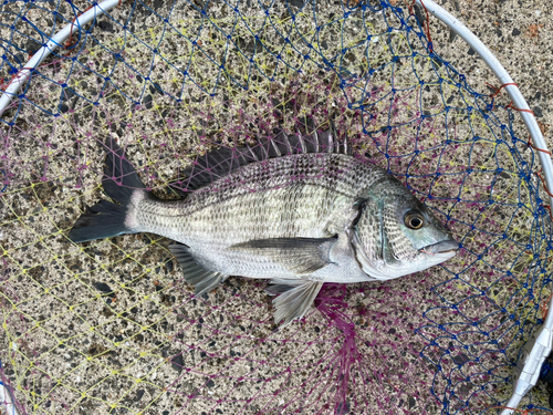 クロダイの釣果