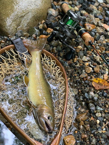 イワナの釣果