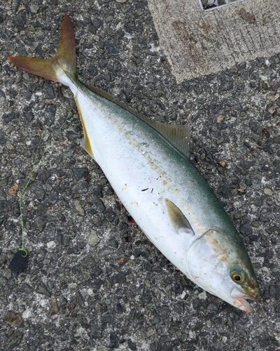 ツバスの釣果