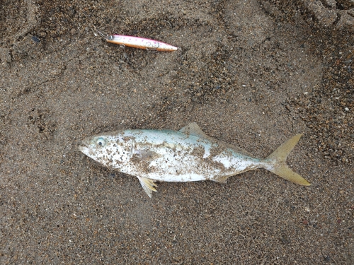 ワカシの釣果