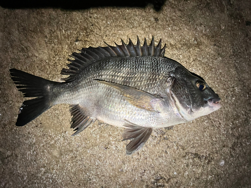 クロダイの釣果