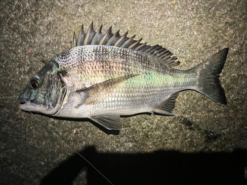 クロダイの釣果