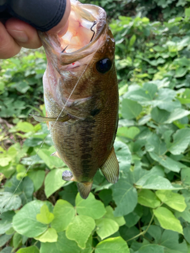 ラージマウスバスの釣果