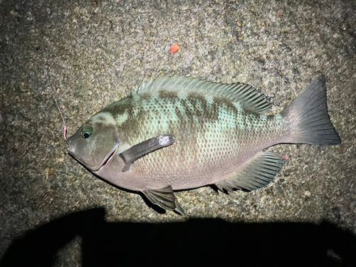 メジナの釣果