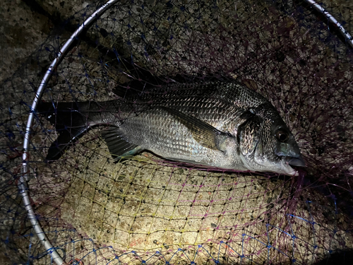 クロダイの釣果