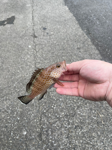 オオモンハタの釣果