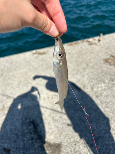 キスの釣果