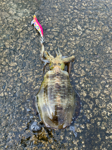 アオリイカの釣果