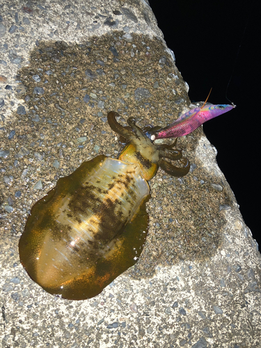 アオリイカの釣果