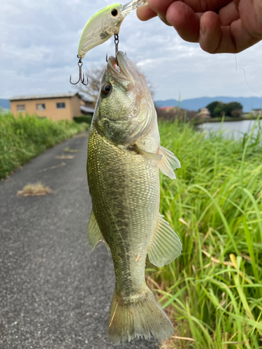 ブラックバスの釣果