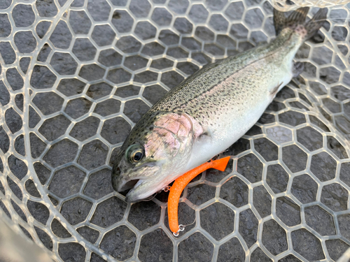 ニジマスの釣果