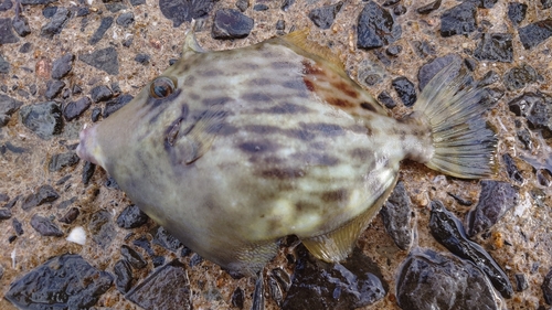 カワハギの釣果