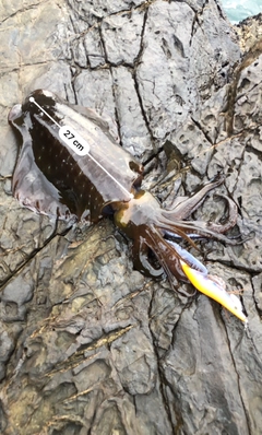 アオリイカの釣果