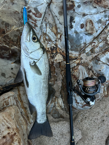 ヒラスズキの釣果