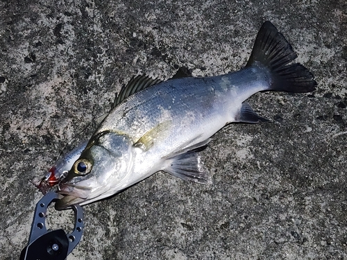 セイゴ（ヒラスズキ）の釣果