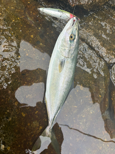 イナダの釣果