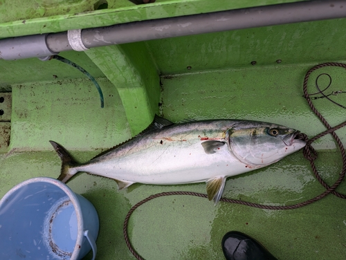 ブリの釣果