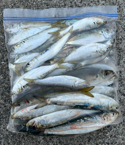 マイワシの釣果