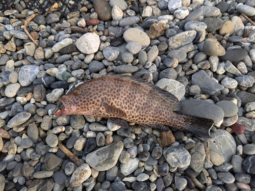 オオモンハタの釣果