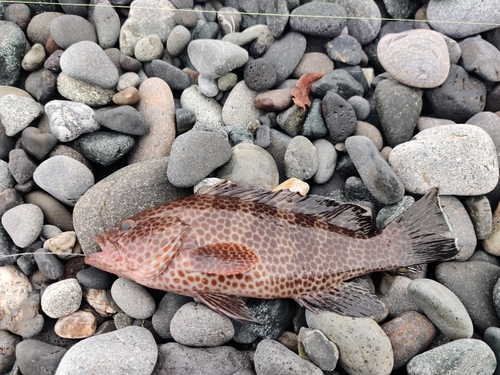 オオモンハタの釣果