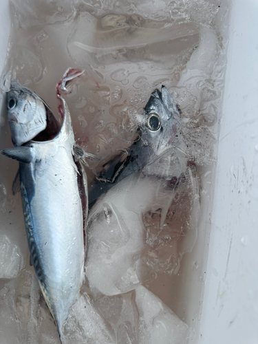 ソウダガツオの釣果